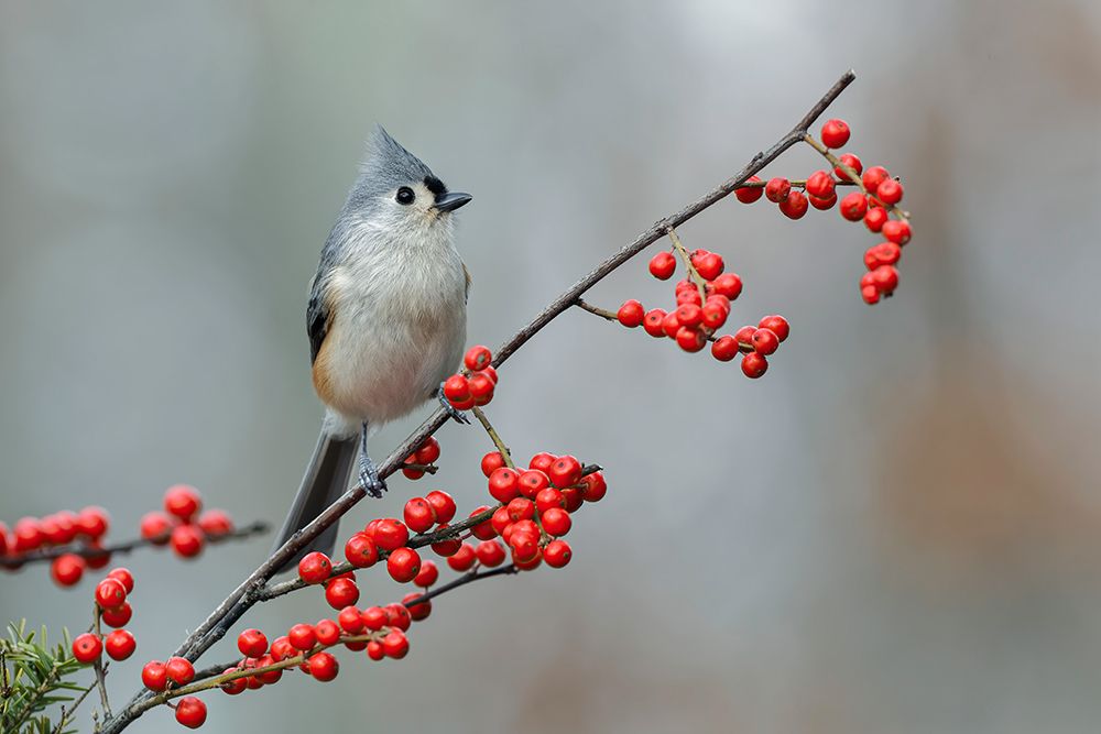 Tufted titmouse and red berries-Kentucky art print by Adam Jones for $57.95 CAD