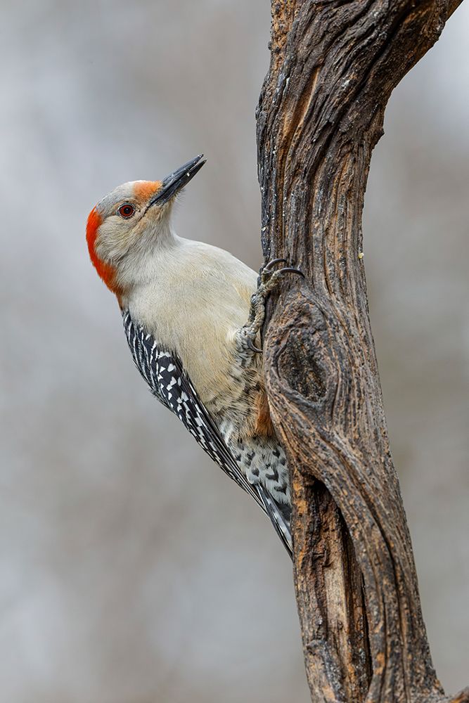 Female Red-bellied woodpecker and red berries-Kentucky art print by Adam Jones for $57.95 CAD