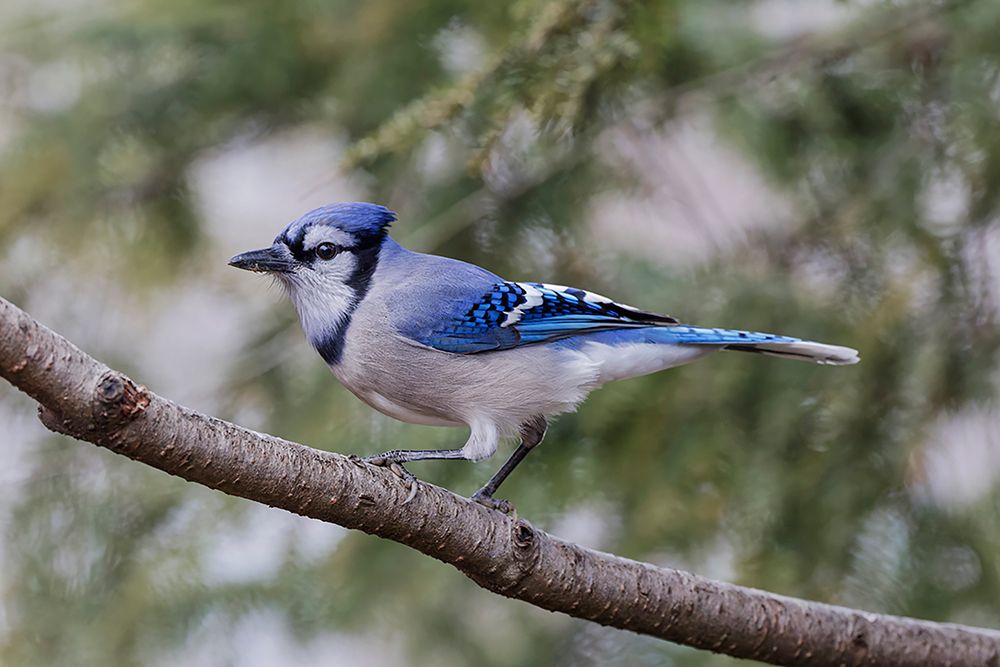 Blue jay in winter-Kentucky art print by Adam Jones for $57.95 CAD