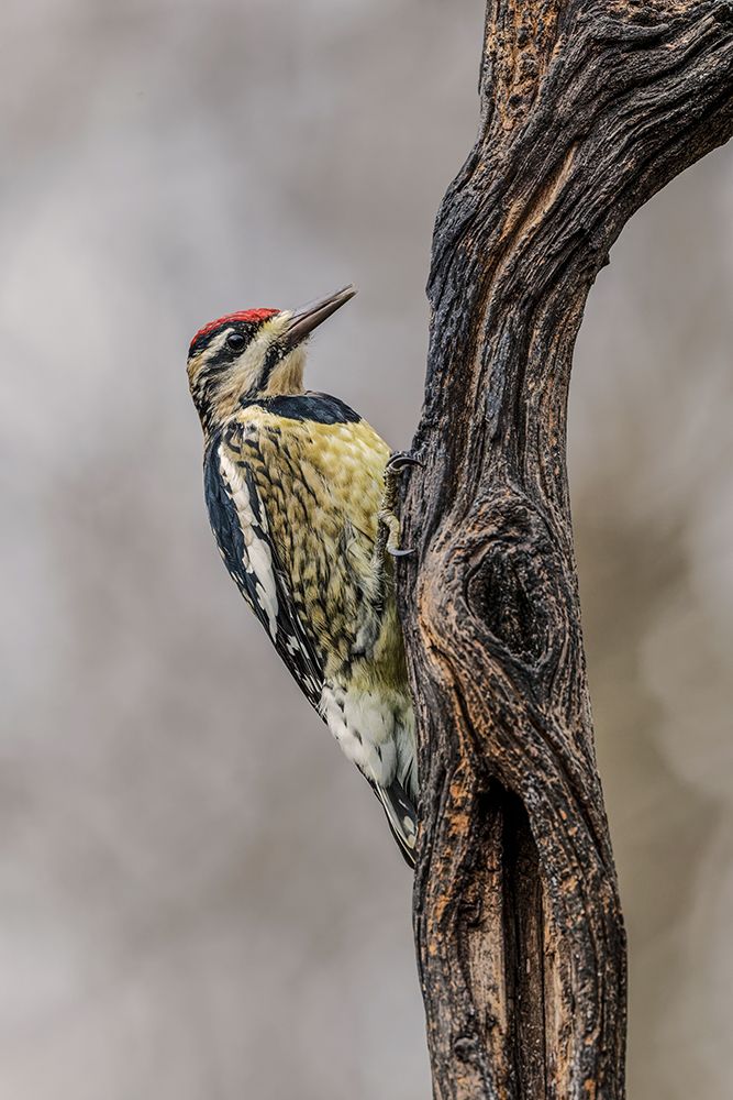 Bird-Yellow-bellied sapsucker in winter-Kentucky art print by Adam Jones for $57.95 CAD