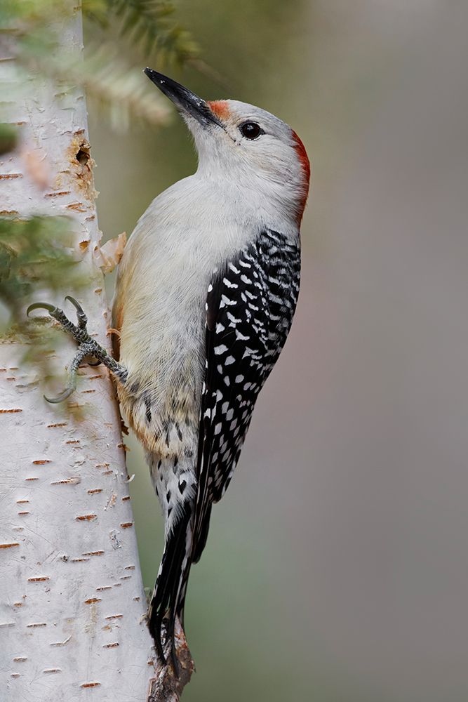 Female Red-bellied woodpecker-Melanerpes carolinus and red berries-Kentucky art print by Adam Jones for $57.95 CAD