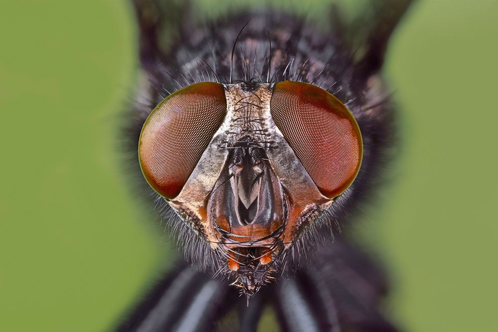 Extreme close-up of house fly head and face-Kentucky art print by Adam Jones for $57.95 CAD