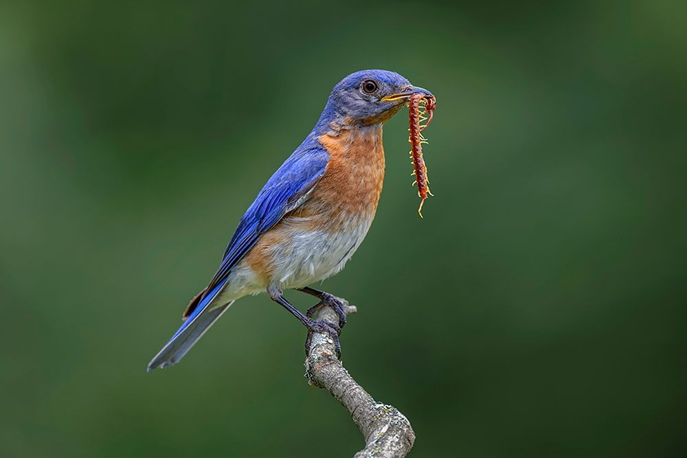 Male Eastern bluebird with centipede-Kentucky art print by Adam Jones for $57.95 CAD
