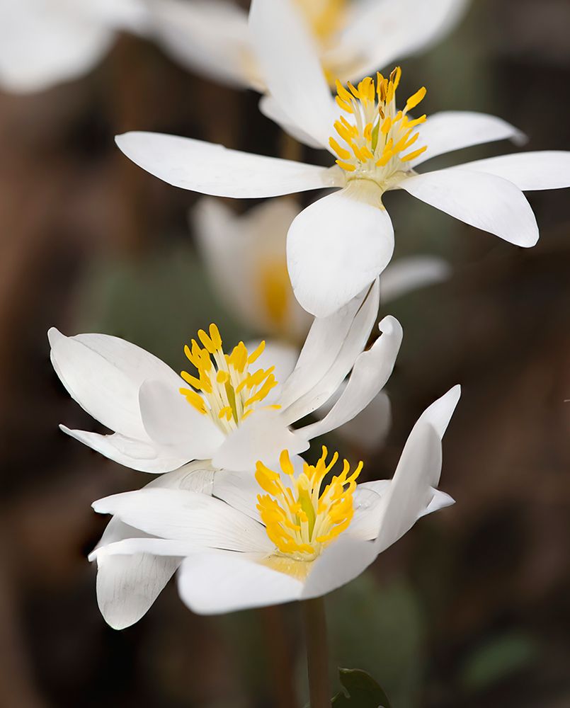 Bloodroot flowers The Parklands-Louisville-Kentucky art print by Adam Jones for $57.95 CAD