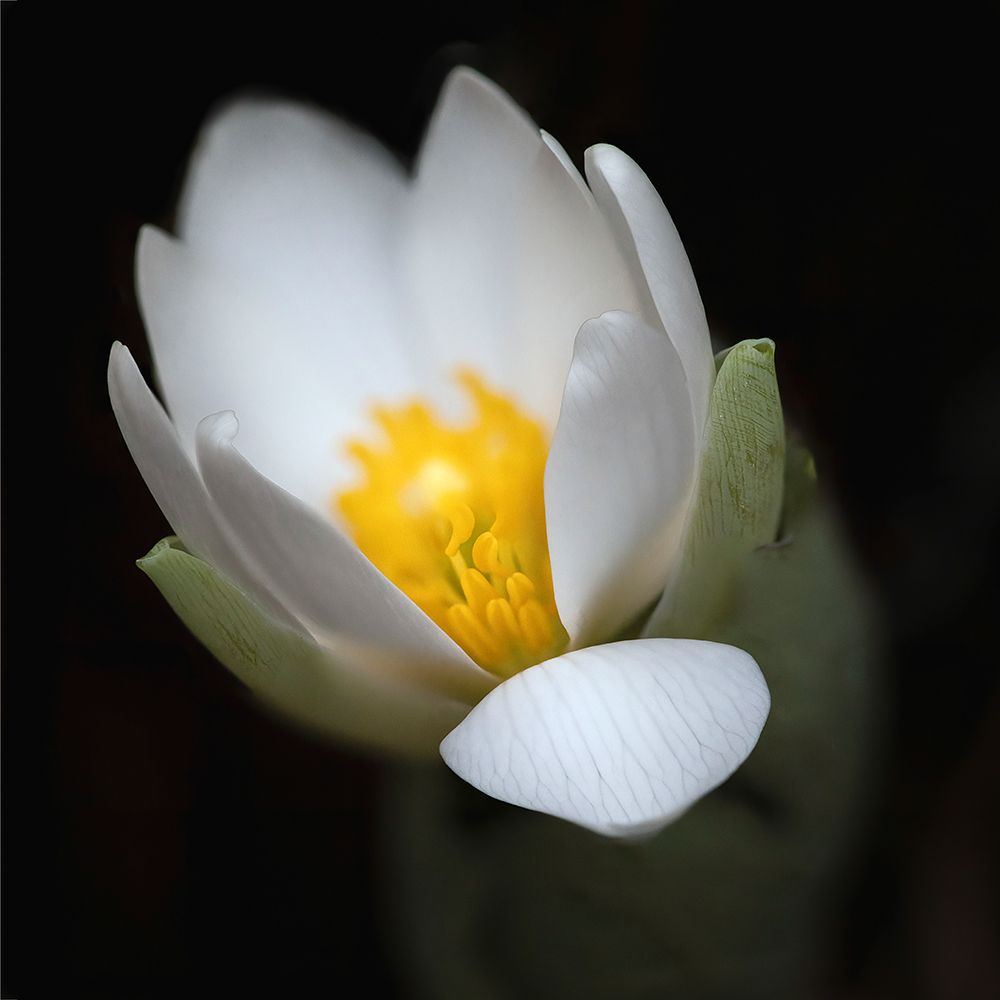 Bloodroot flower The Parklands-Louisville-Kentucky art print by Adam Jones for $57.95 CAD