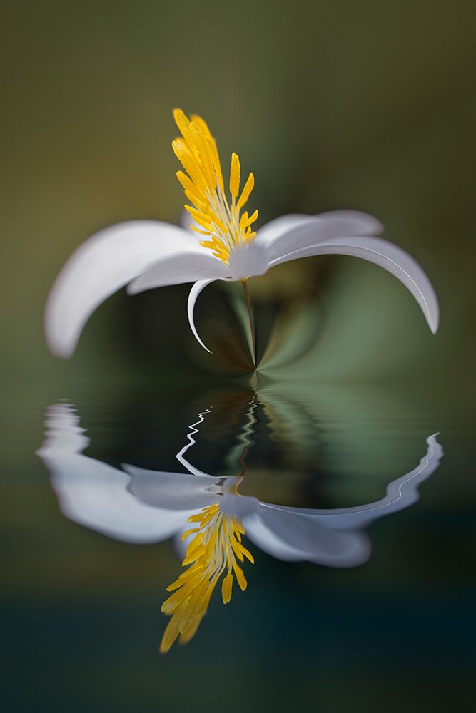 Bloodroot flower and reflection The Parklands-Louisville-Kentucky art print by Adam Jones for $57.95 CAD