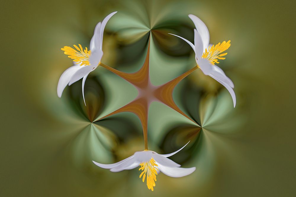 Bloodroot flower The Parklands-Louisville-Kentucky art print by Adam Jones for $57.95 CAD