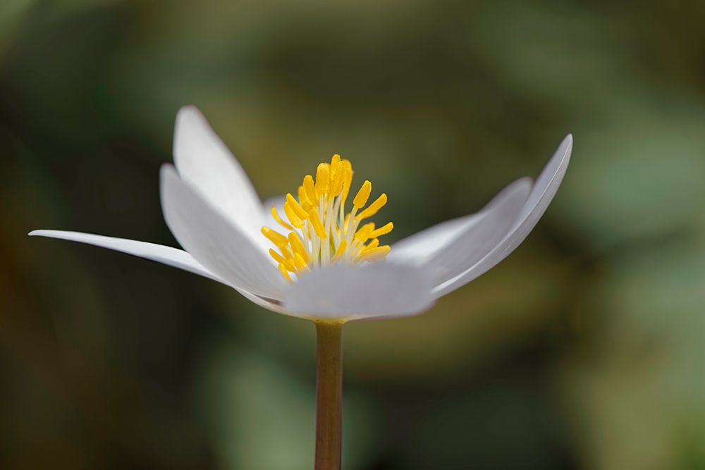 Bloodroot flower The Parklands-Louisville-Kentucky art print by Adam Jones for $57.95 CAD