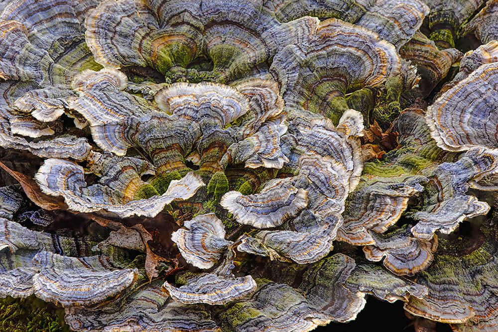 Turkey tail bracket fungi The Parklands-Louisville-Kentucky art print by Adam Jones for $57.95 CAD