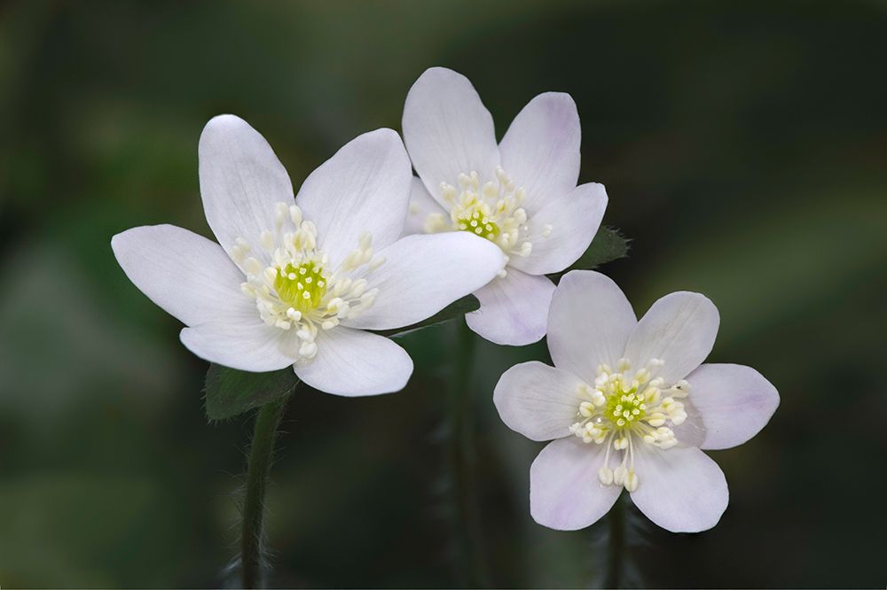 Trio of wood anemone flowers-The Parklands-Louisville-Kentucky art print by Adam Jones for $57.95 CAD