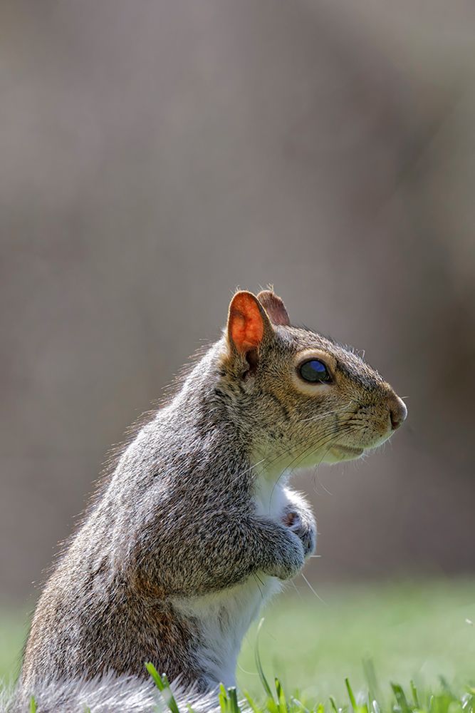 Eastern gray squirrel-Kentucky art print by Adam Jones for $57.95 CAD