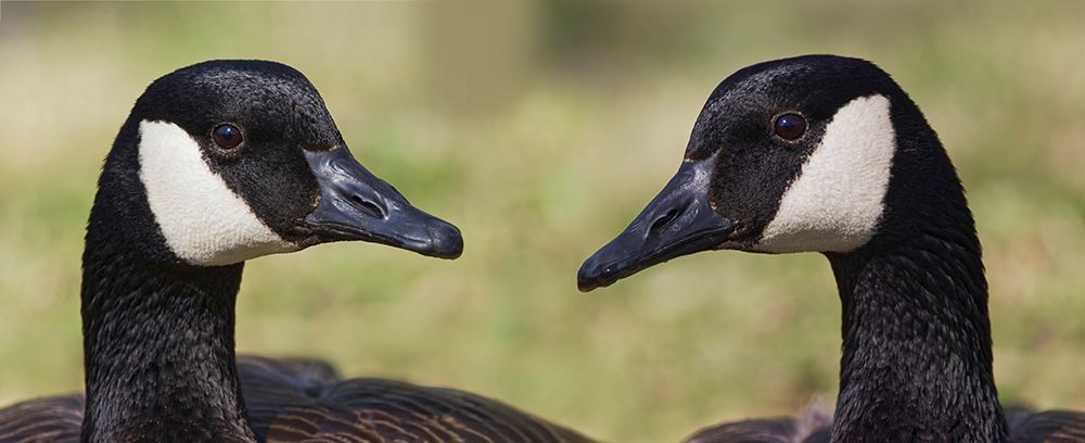 Canada geese-Kentucky art print by Adam Jones for $57.95 CAD