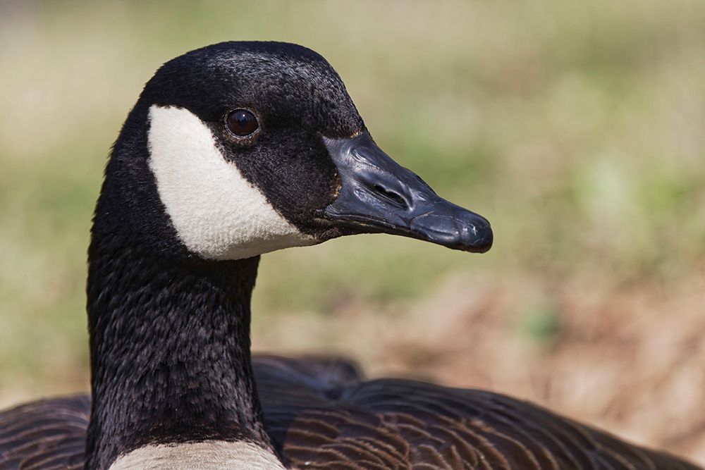 Canada goose-Kentucky art print by Adam Jones for $57.95 CAD