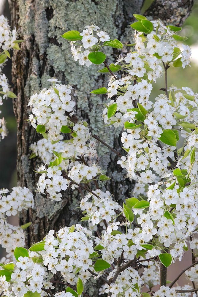Crab apple blossoms in full bloom-Long Run Park-Kentucky art print by Adam Jones for $57.95 CAD