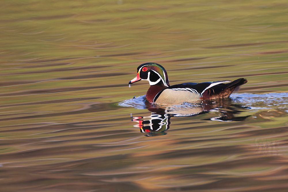 Wood duck drake-Kentucky art print by Adam Jones for $57.95 CAD