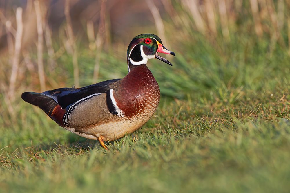 Wood duck drake-Kentucky art print by Adam Jones for $57.95 CAD