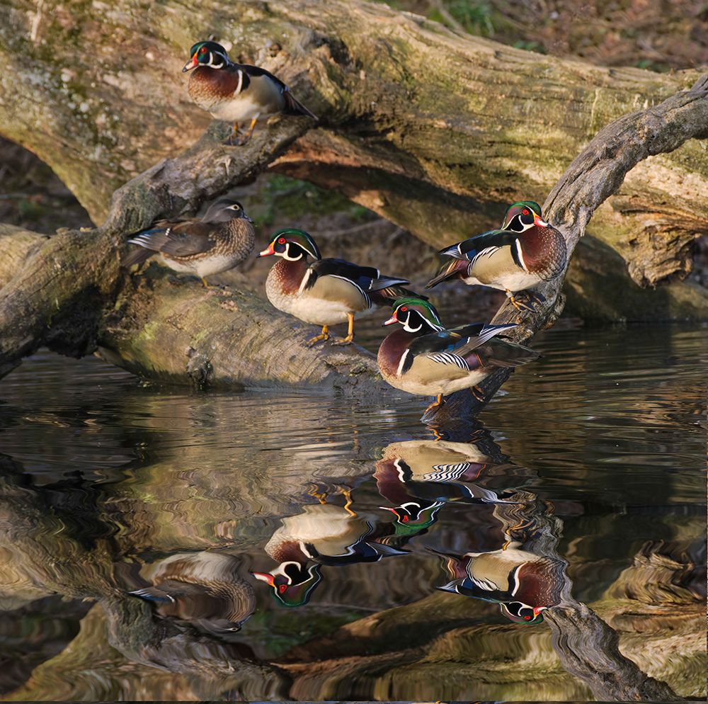 Male and female wood ducks-resting on fallen tree-Kentucky art print by Adam Jones for $57.95 CAD