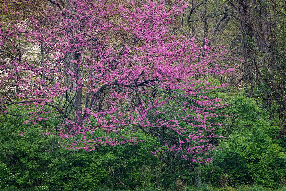 Eastern redbud-Kentucky art print by Adam Jones for $57.95 CAD