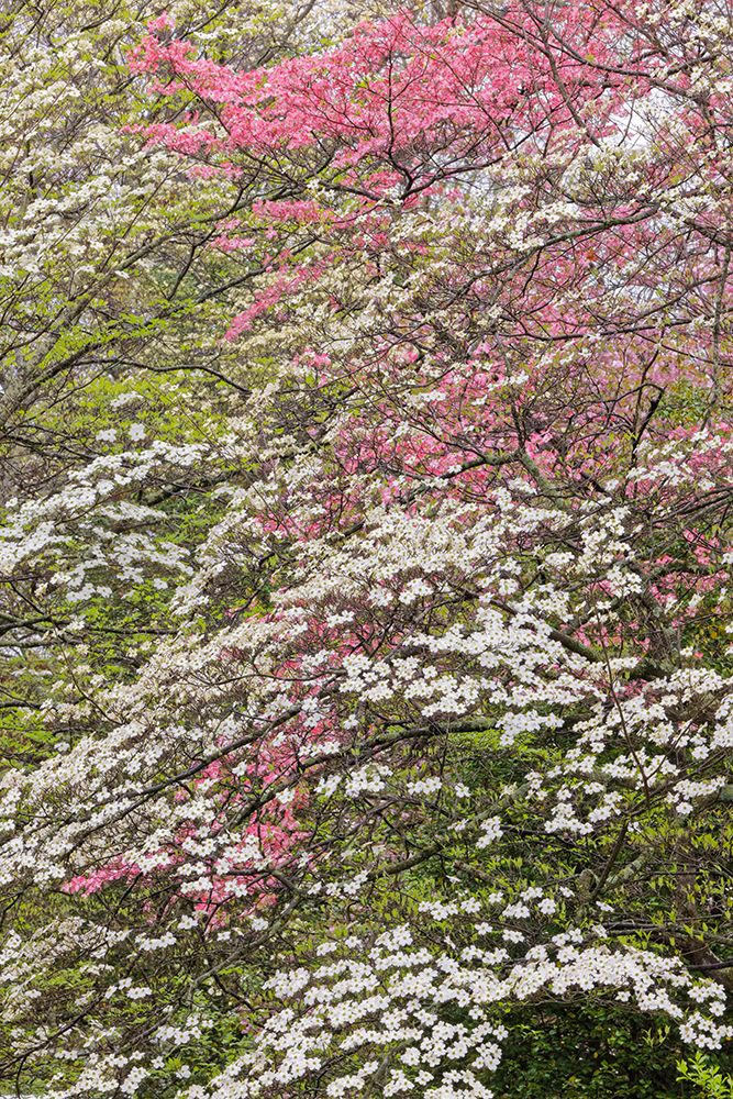 Pink and white flowering dogwood trees-Kentucky art print by Adam Jones for $57.95 CAD