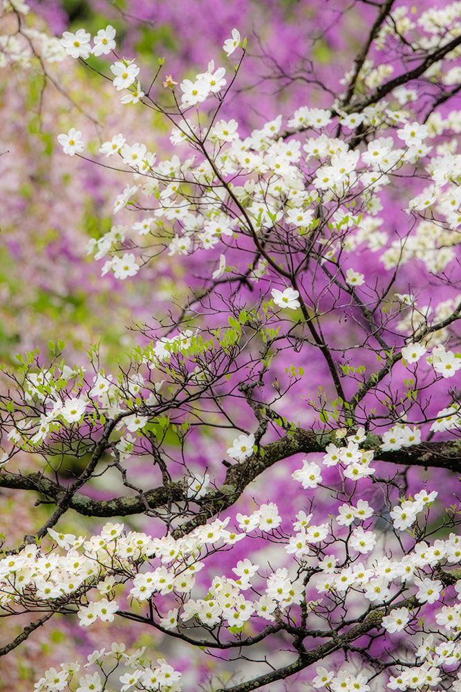 Flowering dogwood tree and distant Eastern redbud-Kentucky art print by Adam Jones for $57.95 CAD