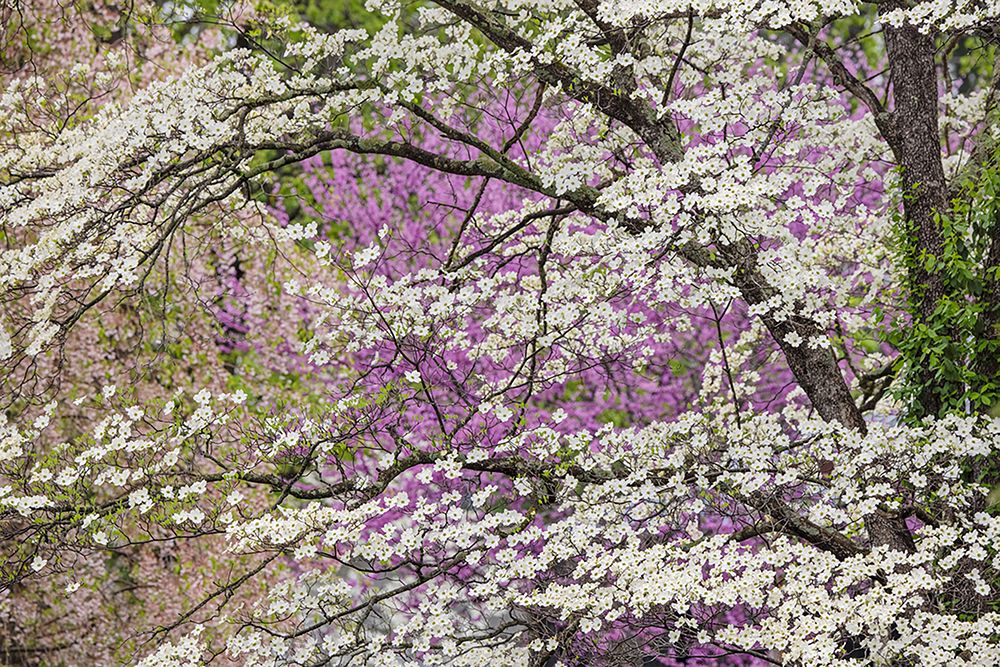 Flowering dogwood tree and distant Eastern redbud-Kentucky art print by Adam Jones for $57.95 CAD
