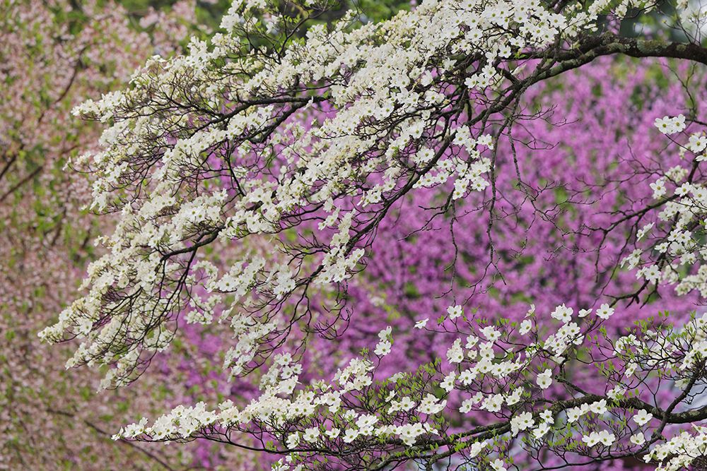 Flowering dogwood tree and distant Eastern redbud-Kentucky art print by Adam Jones for $57.95 CAD