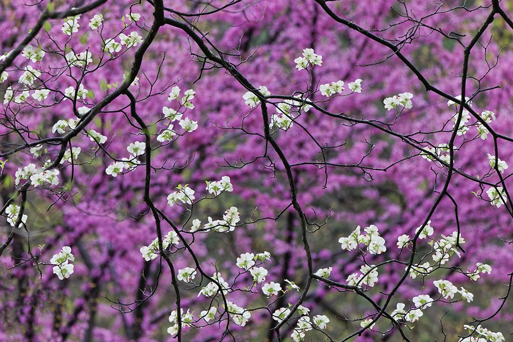 Flowering dogwood tree and distant Eastern redbud-Kentucky art print by Adam Jones for $57.95 CAD