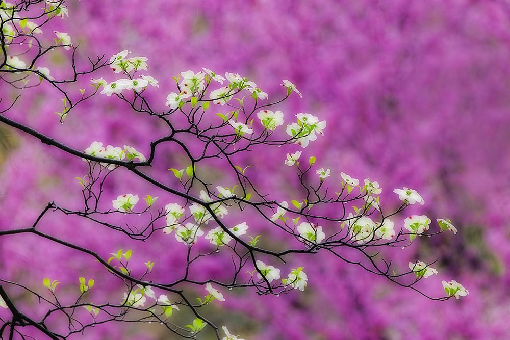Soft focus view of flowering dogwood tree and distant Eastern redbud-Kentucky art print by Adam Jones for $57.95 CAD