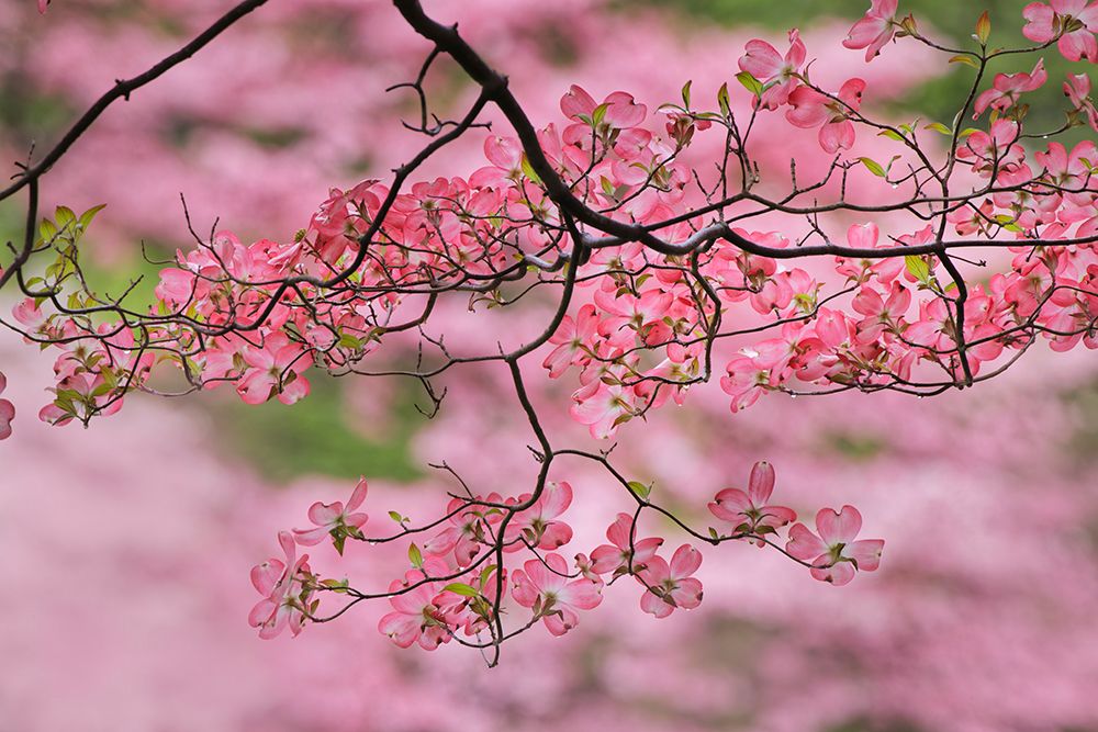 Pink flowering dogwood tree branch-Kentucky art print by Adam Jones for $57.95 CAD