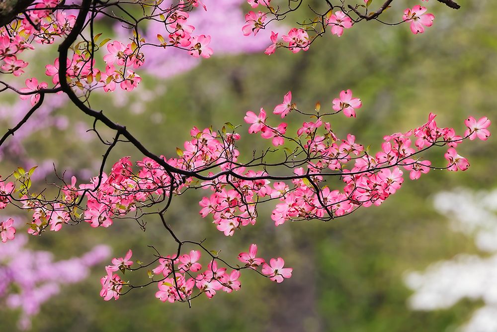 Soft focus view of pink flowering dogwood tree branch-Kentucky art print by Adam Jones for $57.95 CAD
