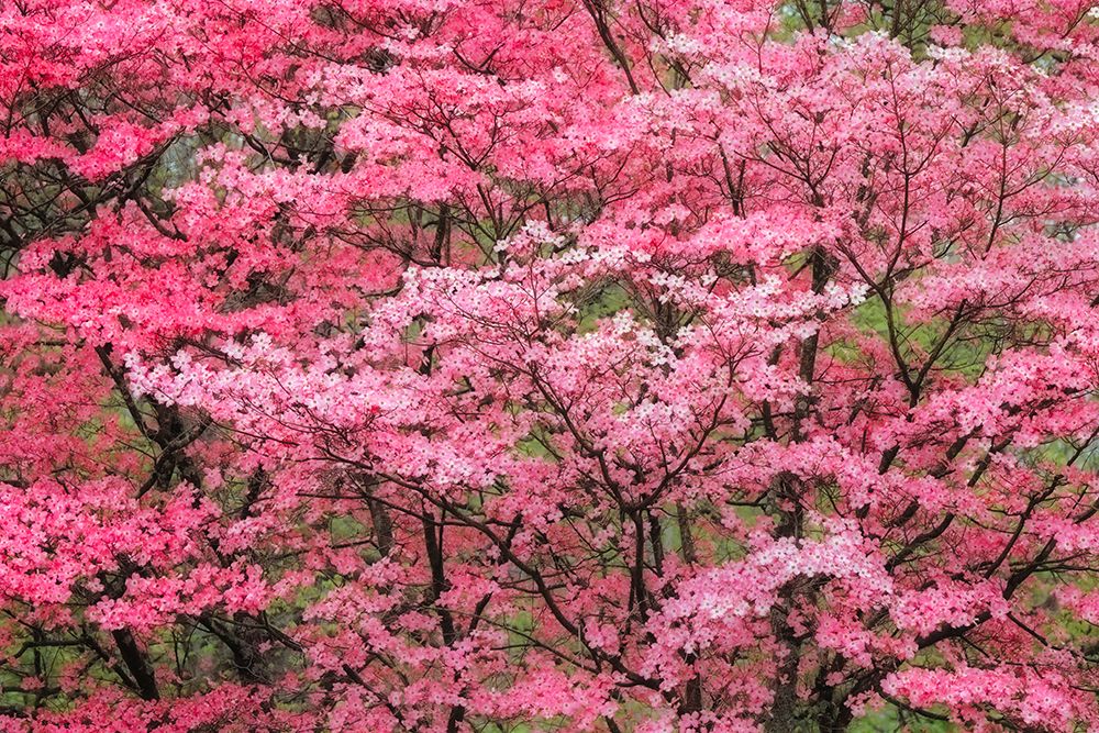 Soft focus view of large pink flowering dogwood tree in full bloom-Kentucky art print by Adam Jones for $57.95 CAD