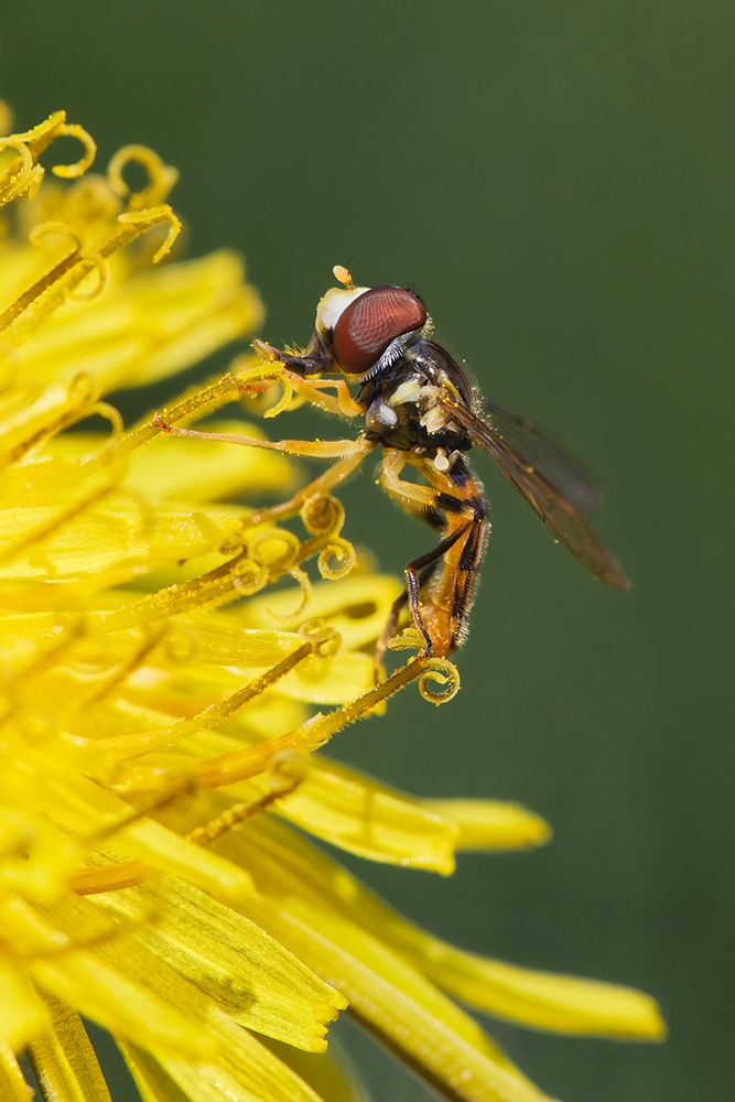 Hover fly on yellow dandelion flower-Kentucky art print by Adam Jones for $57.95 CAD