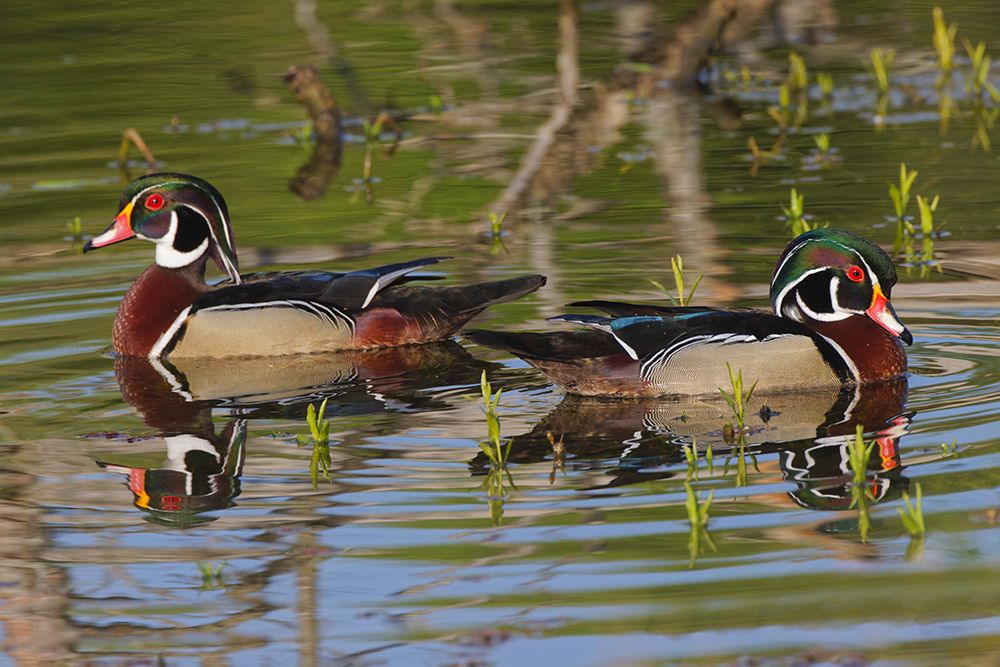 Male wood ducks-Kentucky art print by Adam Jones for $57.95 CAD