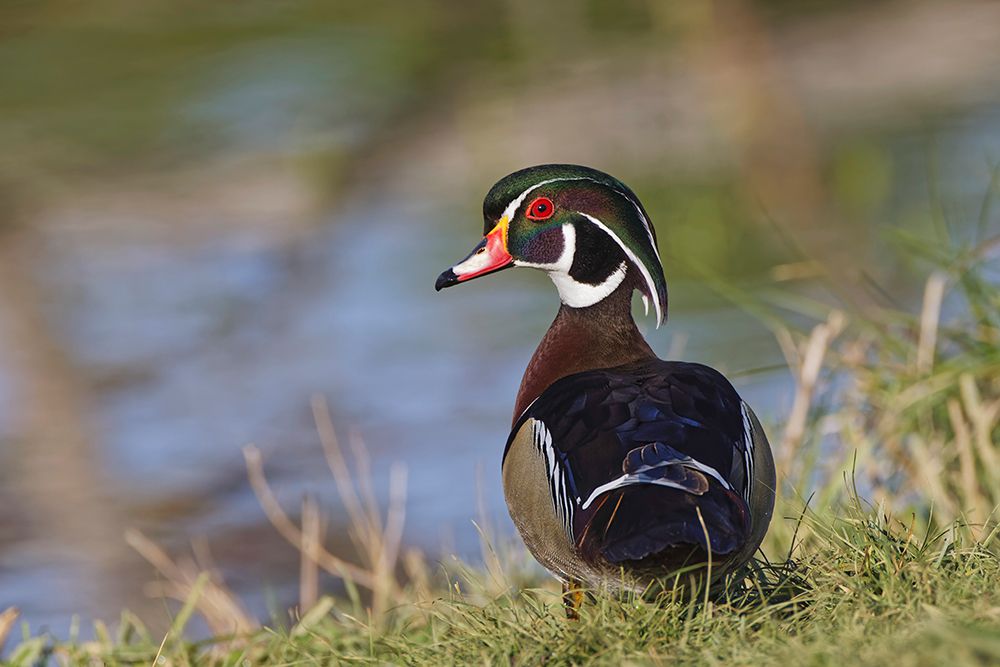 Male-wood Duck-Kentucky art print by Adam Jones for $57.95 CAD