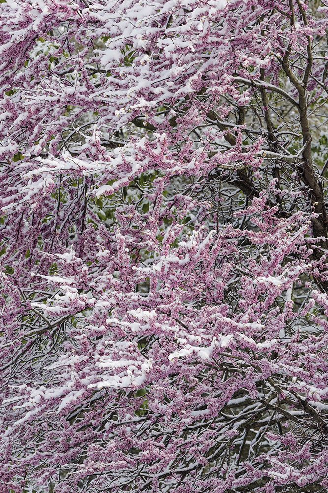 Light snow on Eastern redbud tree in early spring-Louisville-Kentucky art print by Adam Jones for $57.95 CAD