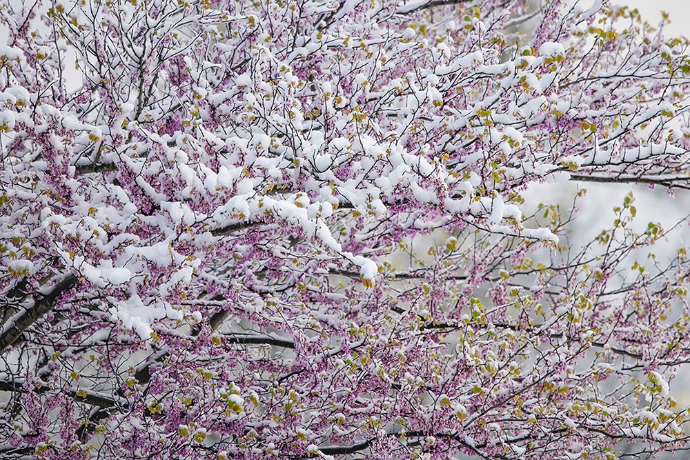 Light snow on Eastern redbud tree in early spring-Louisville-Kentucky art print by Adam Jones for $57.95 CAD