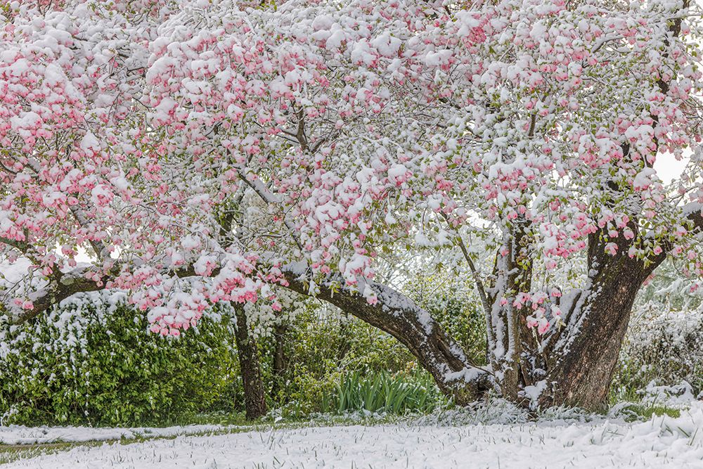 Light snow on pink dogwood tree in early spring-Louisville-Kentucky art print by Adam Jones for $57.95 CAD