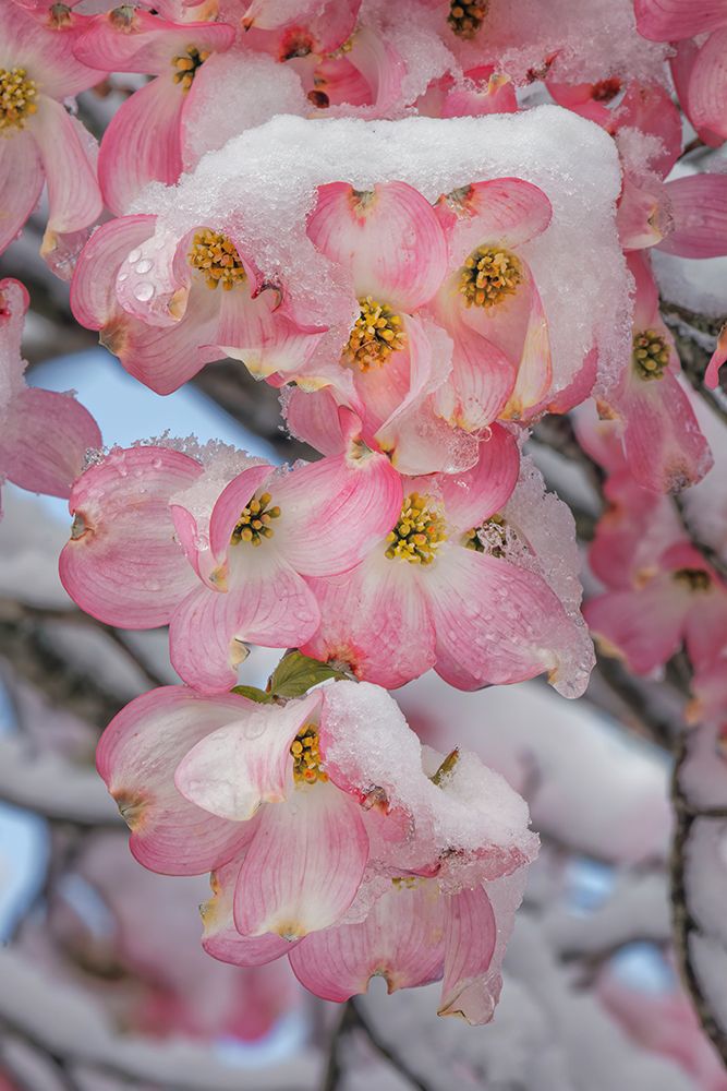 Light snow on pink dogwood tree in early spring-Louisville-Kentucky art print by Adam Jones for $57.95 CAD