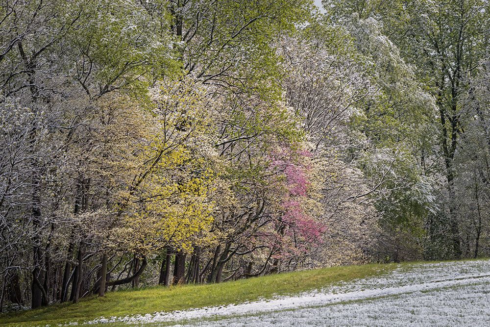 Light snow on trees in early spring-Louisville-Kentucky art print by Adam Jones for $57.95 CAD