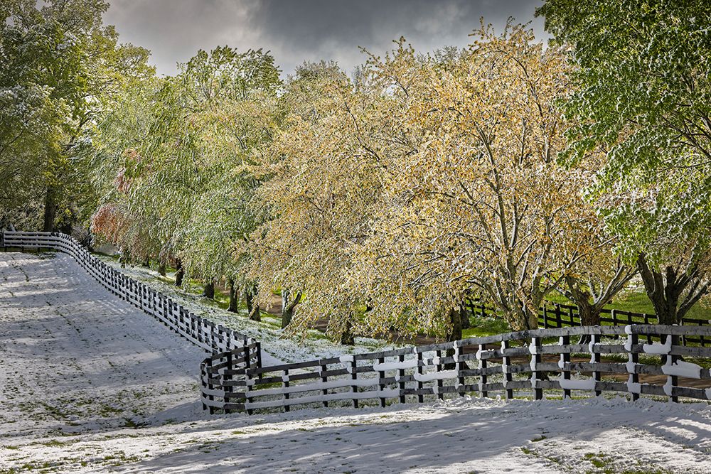 Light snow on trees in early spring-Louisville-Kentucky art print by Adam Jones for $57.95 CAD