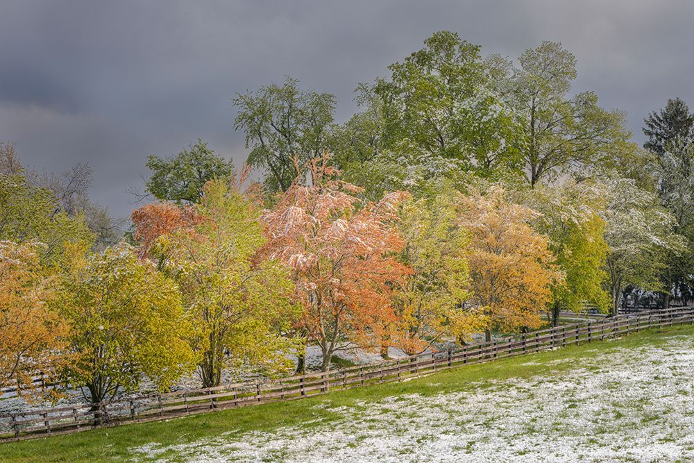 Light snow on trees in early spring-Louisville-Kentucky art print by Adam Jones for $57.95 CAD