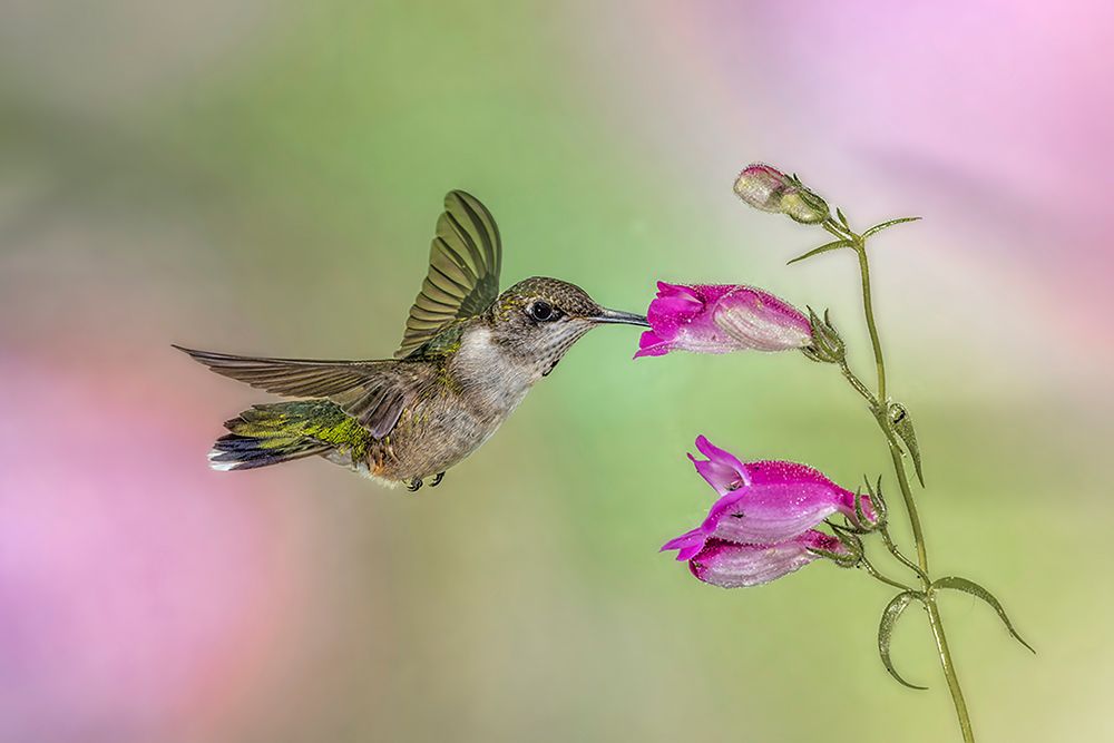 Female Ruby-throated hummingbird flying around flower-Louisville-Kentucky art print by Adam Jones for $57.95 CAD
