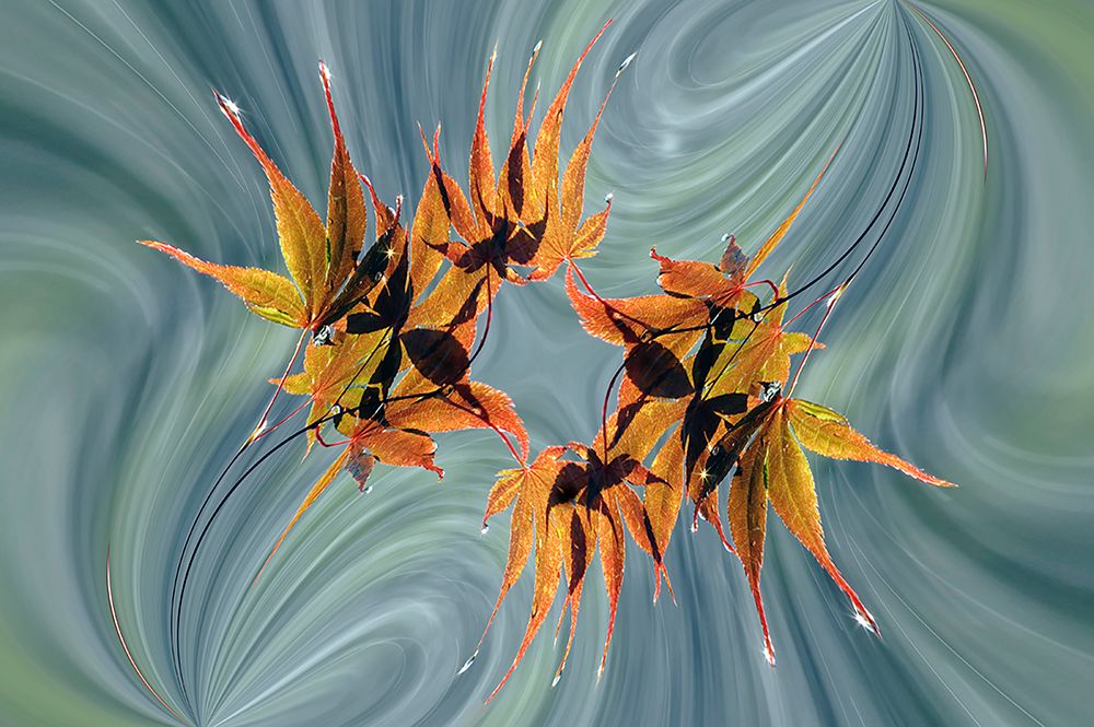 Rain falling on Japanese Maple leaves in autumn-Louisville-Kentucky art print by Adam Jones for $57.95 CAD
