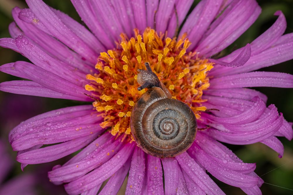 Kentucky land snail on purple flower-Kentucky art print by Adam Jones for $57.95 CAD