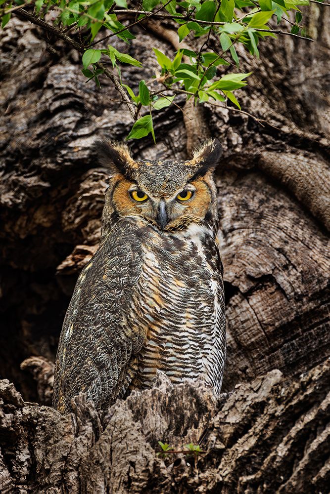 Female great horned owl roosting outside nesting cavity-Kentucky art print by Adam Jones for $57.95 CAD