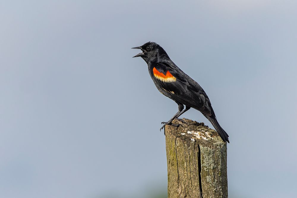 Red-winged blackbird sitting on fence post-Kentucky art print by Adam Jones for $57.95 CAD