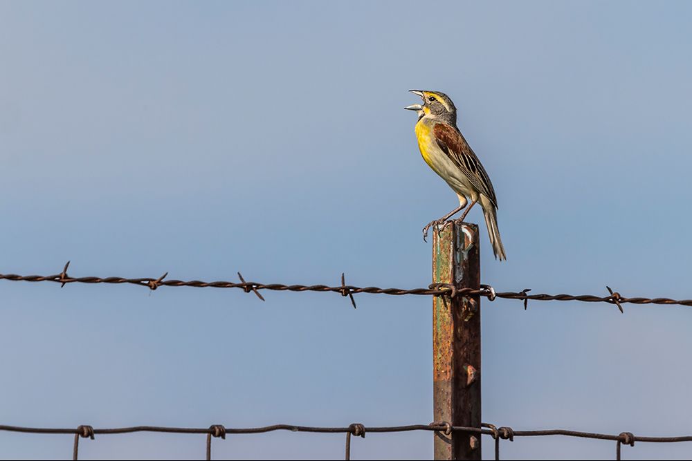 Dickcissel-Oldham County-Kentucky art print by Adam Jones for $57.95 CAD
