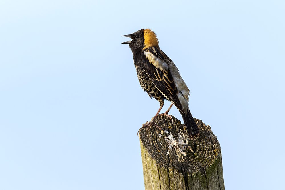 Bobolink-Kentucky art print by Adam Jones for $57.95 CAD