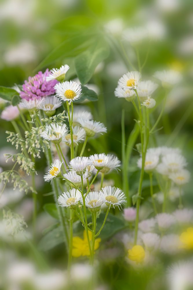 Daisy fleabane-Oldham County-Kentucky art print by Adam Jones for $57.95 CAD