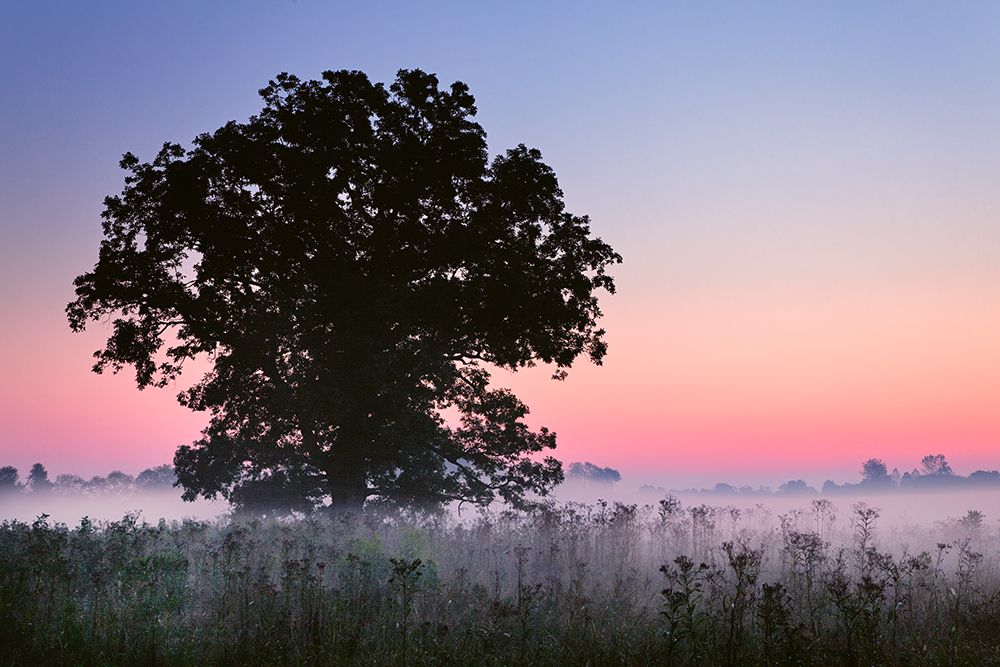 Large tree in farm field and foggy sunrise, Louisville, Kentucky art print by Adam Jones for $57.95 CAD